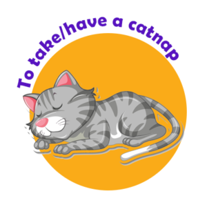 Cat Idioms  List of 30+ Interesting Idioms Related to Cat in